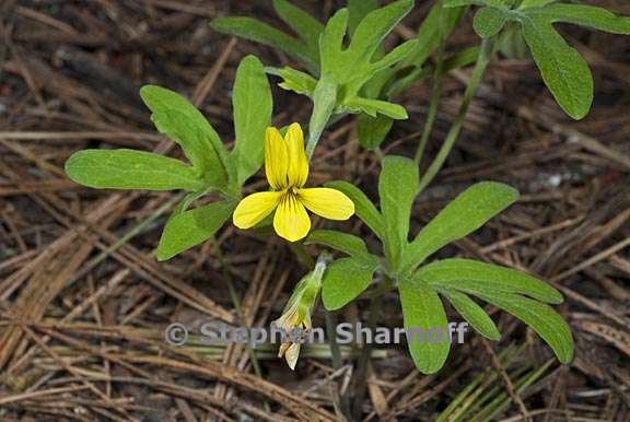 viola lobata ssp lobata 2 graphic